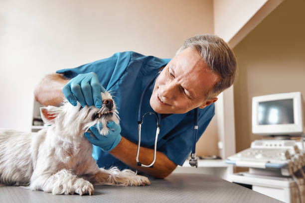 Best Emergency Denture Repair in Point Pleasant, NJ